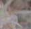 Trichome Etape 2