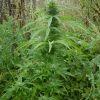 Durban Poison