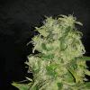Lemon kush Fs F+53 Détail Lemon kush Fs F+53 Détail