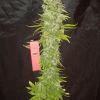 Lemon kush Fs F+53 Lemon kush Fs F+53