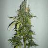 C99 Xline Female seeds C99 Xline Female seeds