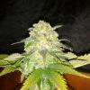 Skunk Special Fs Skunk Special Fs