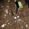 C99 1seed 2plantounes C99 1seed 2plantounes