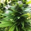 Orange Bud