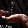foetus cannabique
