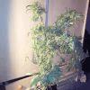 du mal a tenir le poid des branches..
