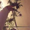 une branche, qui m'a impressionné car c'est la 1ere fois que je développe autant les secondaire des branches sous ma 170w maxgrow