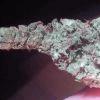 blue widow#1
