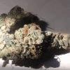 blue widow#1