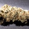 blue widow#2