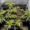 One bud - Flo 0