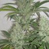 SKunk #1