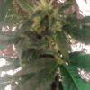 IMG 0901[1]