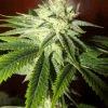 tahoe og kush C99