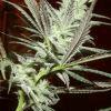 Cheeseberry F4