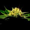 tahoe og kush C99