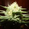 tahoe og kush C99