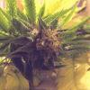 Cheeseberry f4