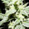 Cheeseberry F4