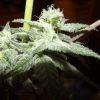 Cheeseberry F4