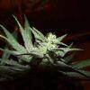 Cheeseberry F4