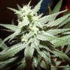 Cheeseberry F4