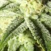 tahoe og kush C99