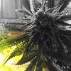 Tahoe og kush C99