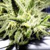 Cheeseberry f4