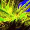 Cheeseberry f4