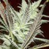 Cheeseberry F4
