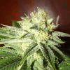 tahoe og kush C99
