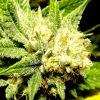 Tahoe og kush C99