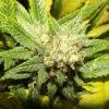 Tahoe og kush C99