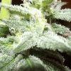 Cheeseberry F4