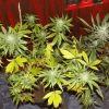 tahoe og kush C99  et Cheeseberry F4