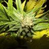 Tahoe og kush C99