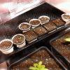 IMG 2454 IMG 2454