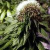 fasciation white diesel flo+50