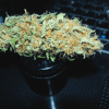smoke test white diesel