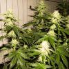 skunk#1 flo+32