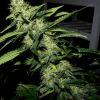 skunk#1 flo+45