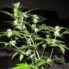 critical (outdoor) cro+0 flo+52
