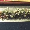 white d smoke test