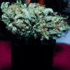 skunk :))