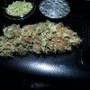 smoke test white diesel