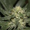 bud5