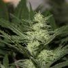 bud1