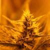 Bud hps7