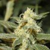 bud9